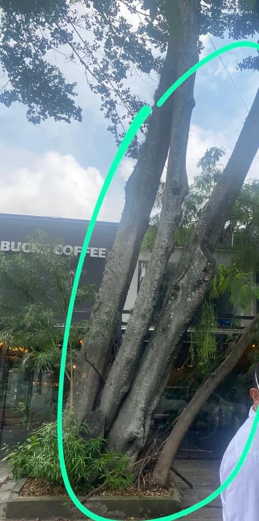 ficus talados en Granada