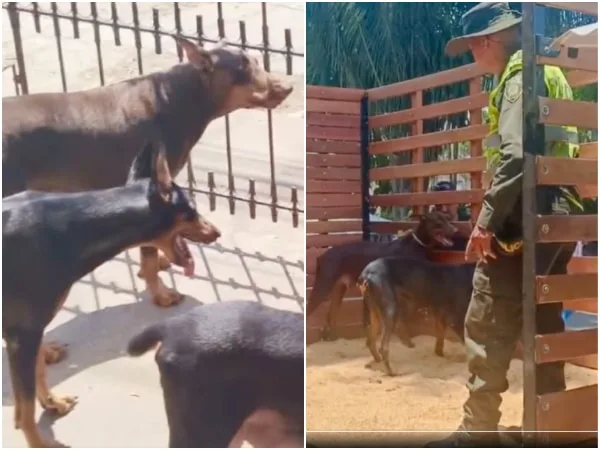 Un criadero ilegal de perros encontraron las autoridades en el oriente de Cali