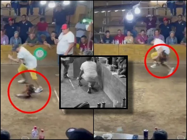 Gallo de pelea que atacó al dueño y ocasionó tremendas heridas en la pierna no fue en Siloé, sucedió en México
