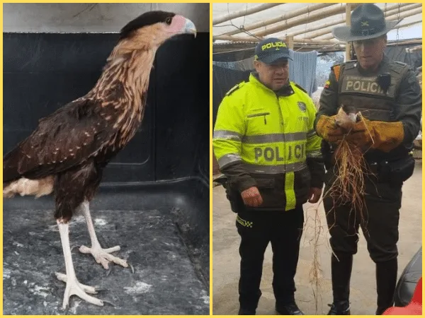 Ave Rescatada en Pasto.