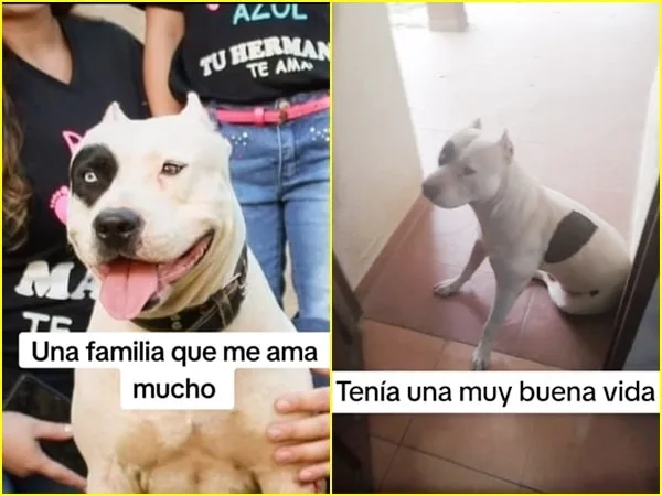 La historia de Corsario, marcada por el dolor de su desaparición, terminó en un final feliz a través del poder de las redes sociales.