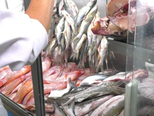 Este sería el pescado más recomendado para el consumo.