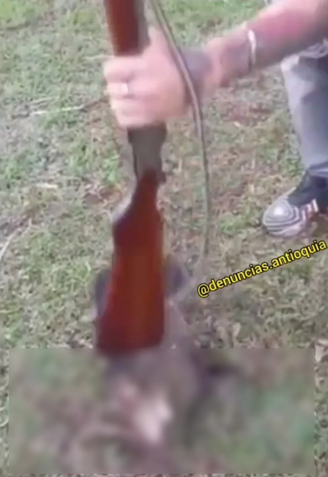 un guatín en