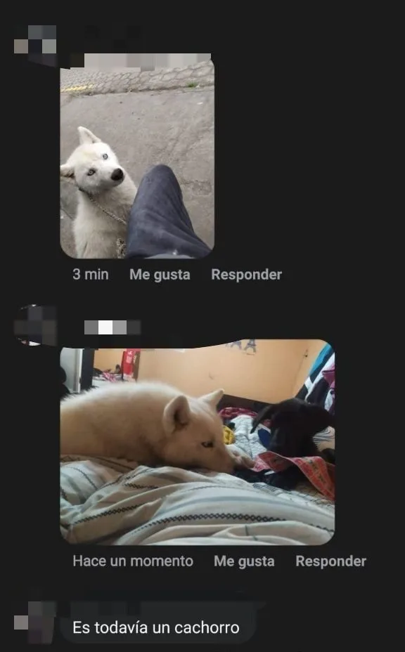 un perro