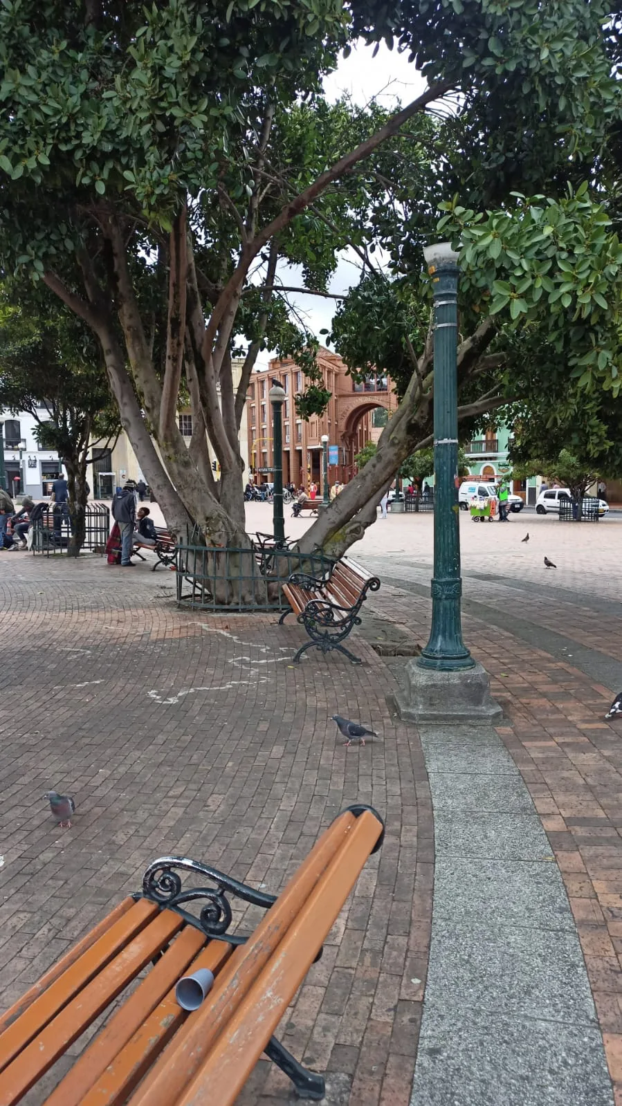 Plaza de Nariño árboles