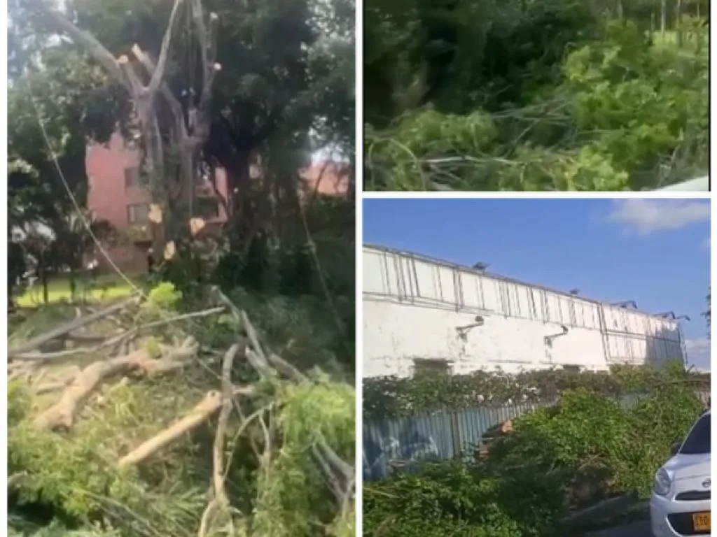 tala árboles en Cali Dagma