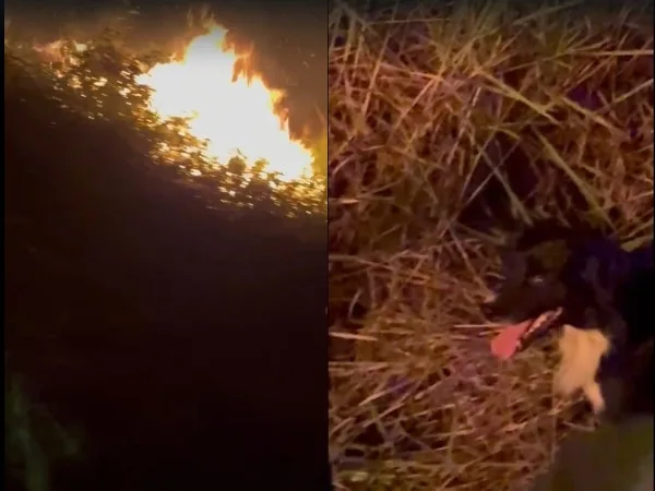 Firulais, el otro héroe de Normandía_ el perrito que acompañó a los bomberos durante la noche del incendio