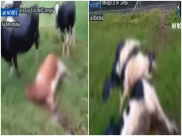 «Un rayo acabó con la vida de siete vacas»: Las fuertes lluvias en San José de la Montaña, Antioquia