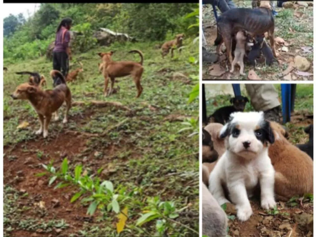 ¡Auxilio!, necesitan rescatar varios perros en Villacarmelo, pero "es zona roja" advierten desde Bienestar Animal