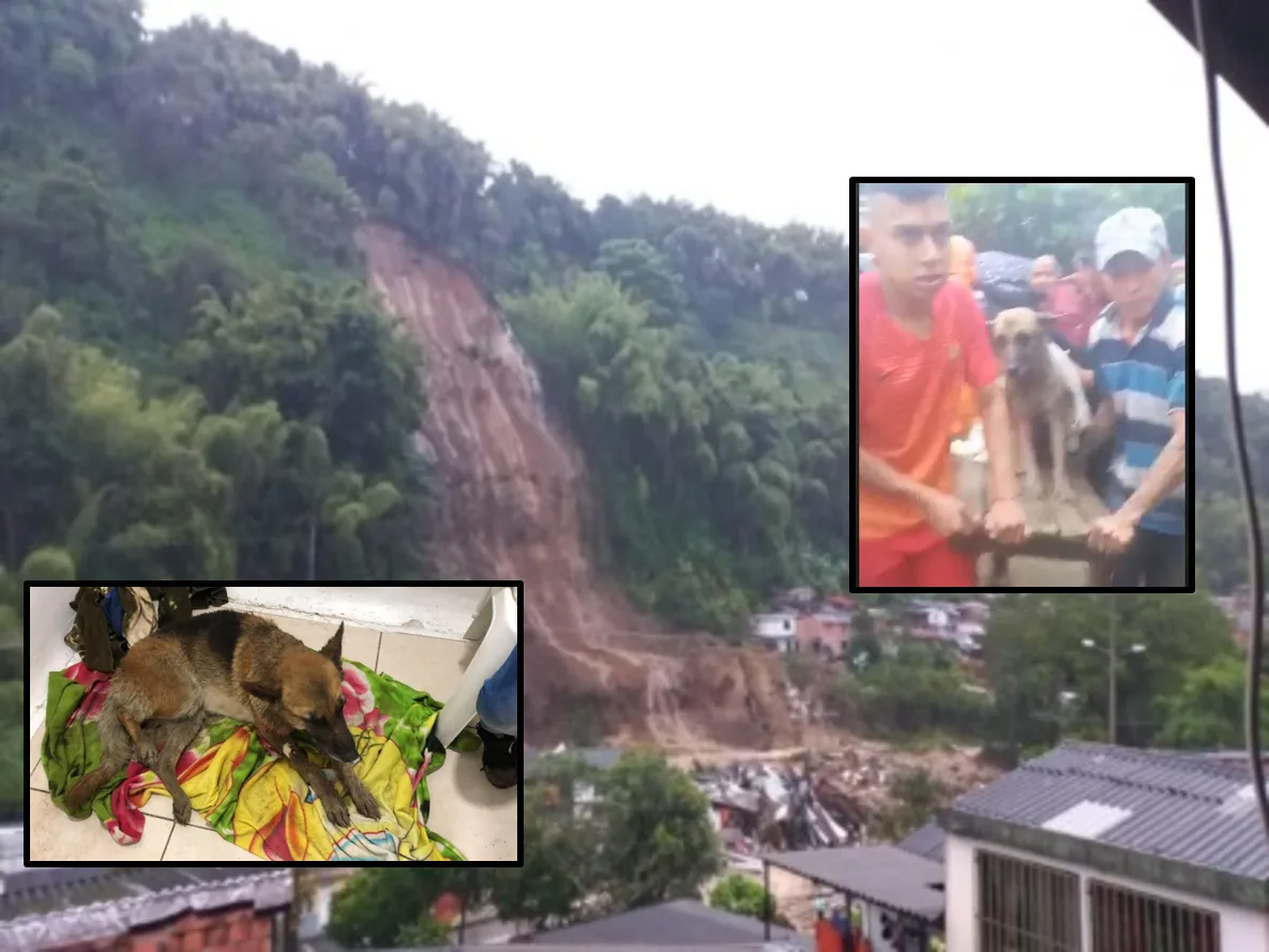 La incansable búsqueda y rescate de las mascotas víctimas de la tragedia en Dosquebradas, Risaralda