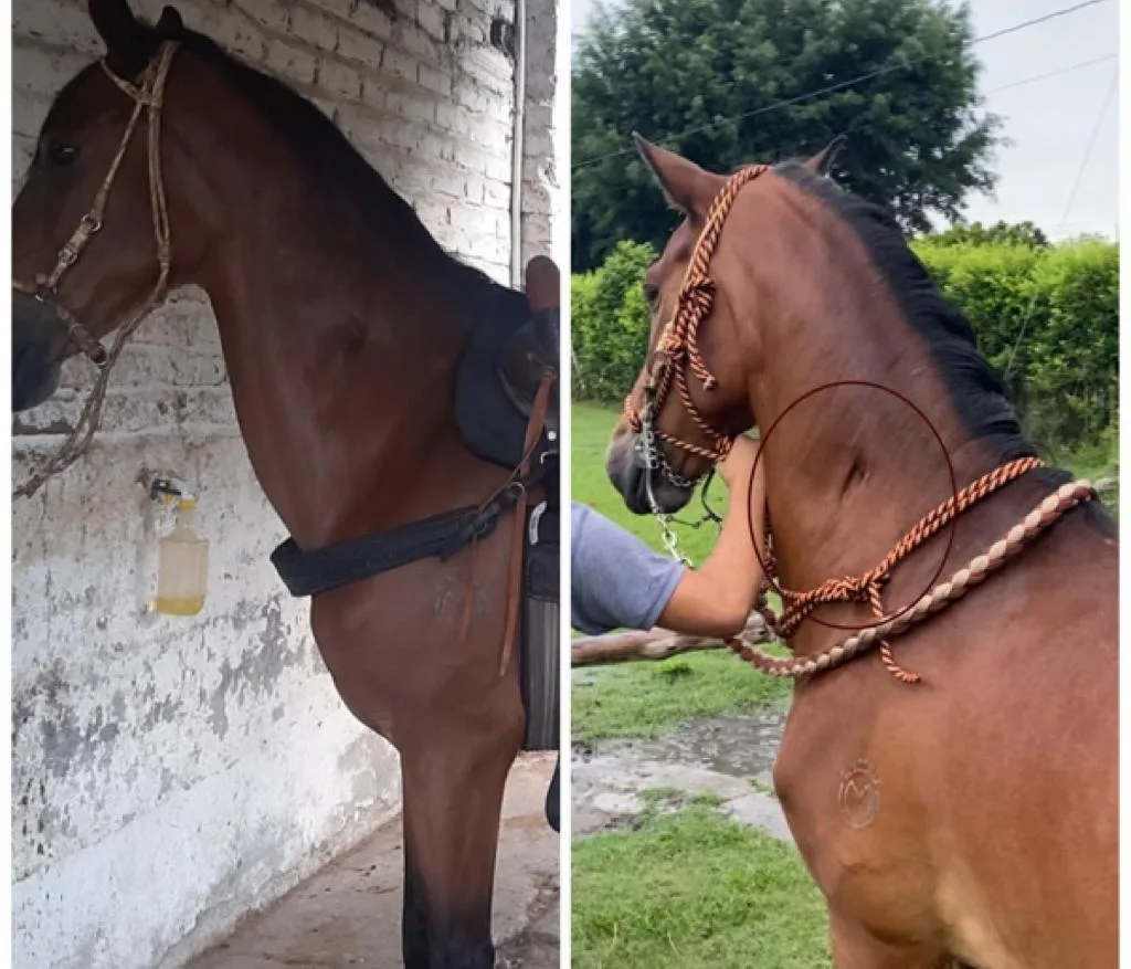 Caballo almirante robado en Tuluá