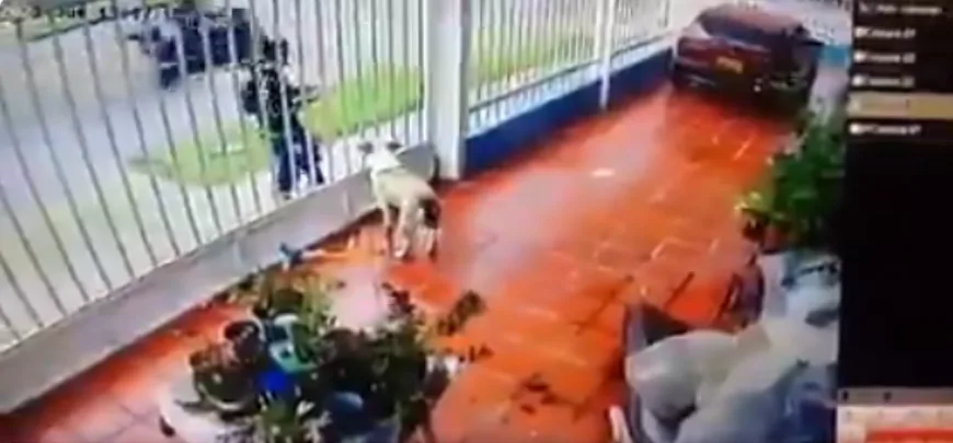 perro en bogotá