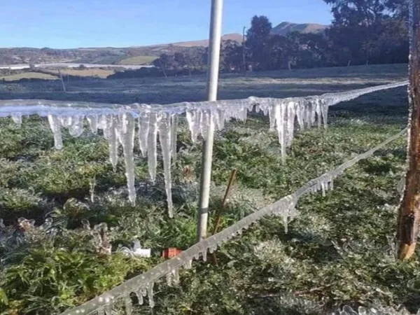 Cumbal amaneció bajo fuerte granizada y campesinos temen por sus cultivos