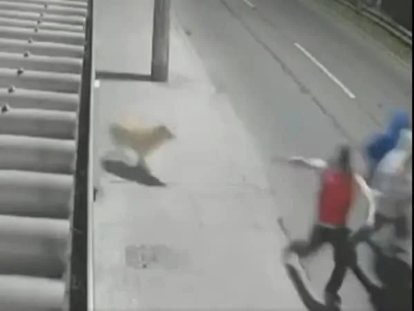 A punta de ladridos, Dante sacó corriendo a los ladrones armados que estaban a punto de cometer el robo