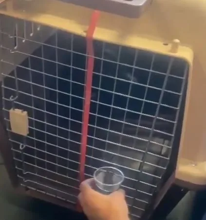Reconocida aerolínea habría dejado en precarias condiciones a perro de apoyo emocional por más de 25 horas.