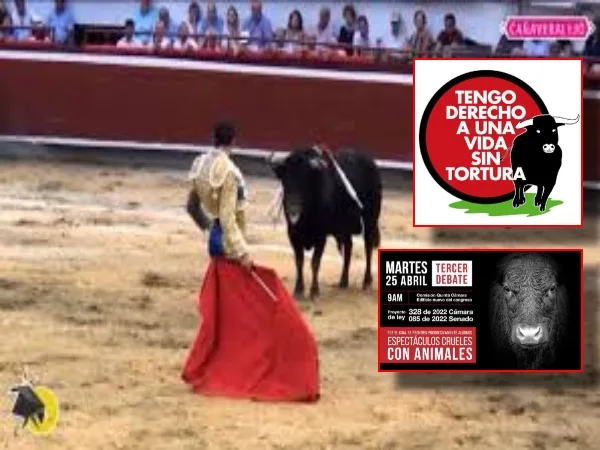 "Hoy acaba de perder la vida en Colombia": animalistas porque se hundió proyecto que buscaba prohibir corridas de toros