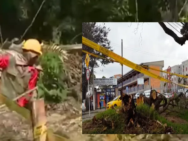 Cali árboles en riesgo