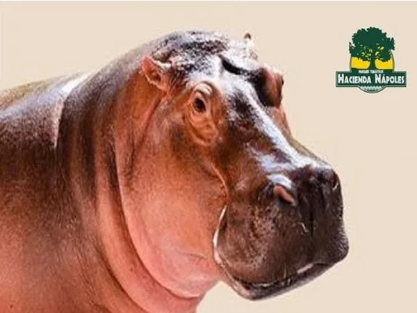 Expertos indicaron que Vanesa fue un hipopótamo expulsado de su manada en un acto extraño de la naturaleza y fue criada de manera individual.