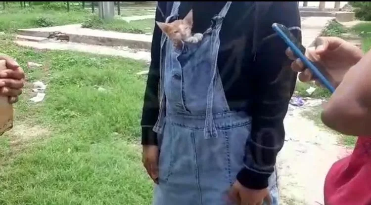 resguardo de gatos en Soledad quemado