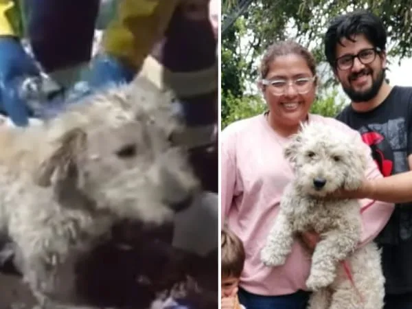 maltrato animal