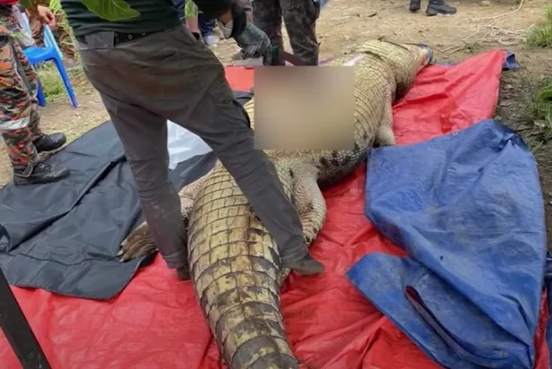 Malasia: adulto mayor desaparecido lo encontraron dentro de un cocodrilo