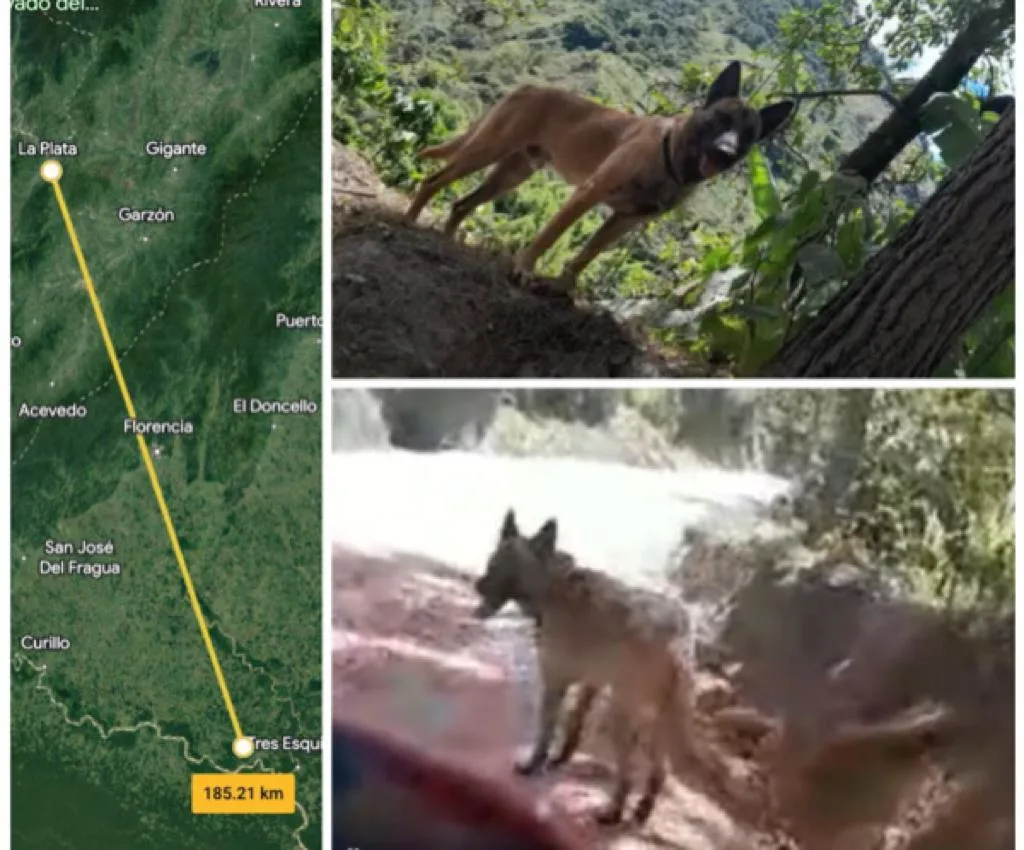 No es el perro Wilson, responde el Ejército pero, ¿no ayudaron al perro visto en Huila?