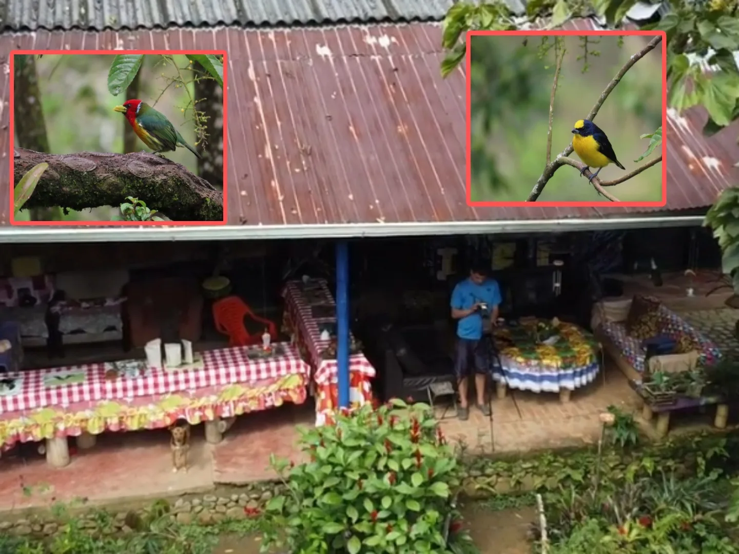 Villa Cielo colibríes en Pance