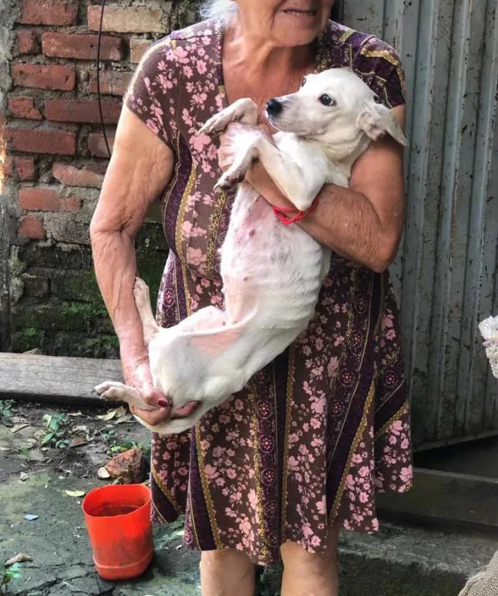 perros vía Cristo Rey y abandono de animales