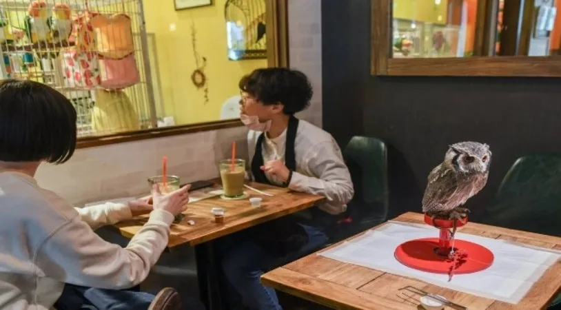 Los Cafés con animales exóticos en Japón: una tendencia controversial.