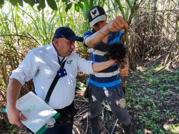 Crisis en Linares: productores de caña panelera en riesgo por plagas en cultivos