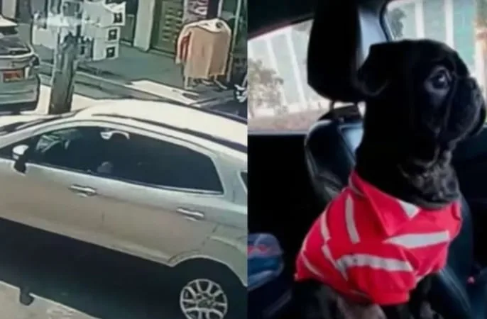 Robaron camioneta con un perrito adentro.