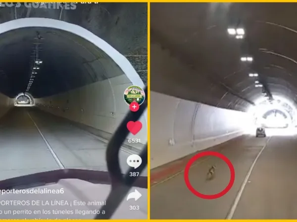 perro abandonado túnel de la línea