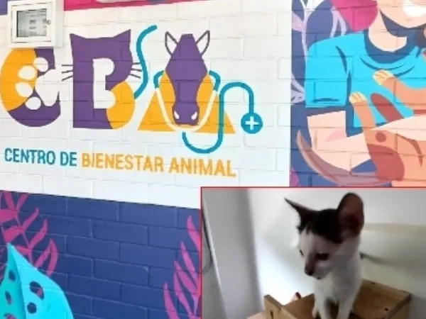 Se reactiva el servicio de consulta externa en el Centro de Bienestar Animal de Cali