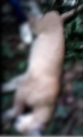 un puma