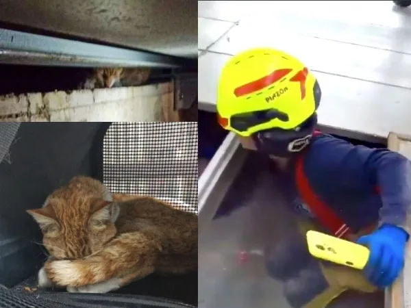 "¡Se salvó de milagro!: Heroico rescate de un gato que estuvo atrapado 8 días bajo una estación de Transmilenio