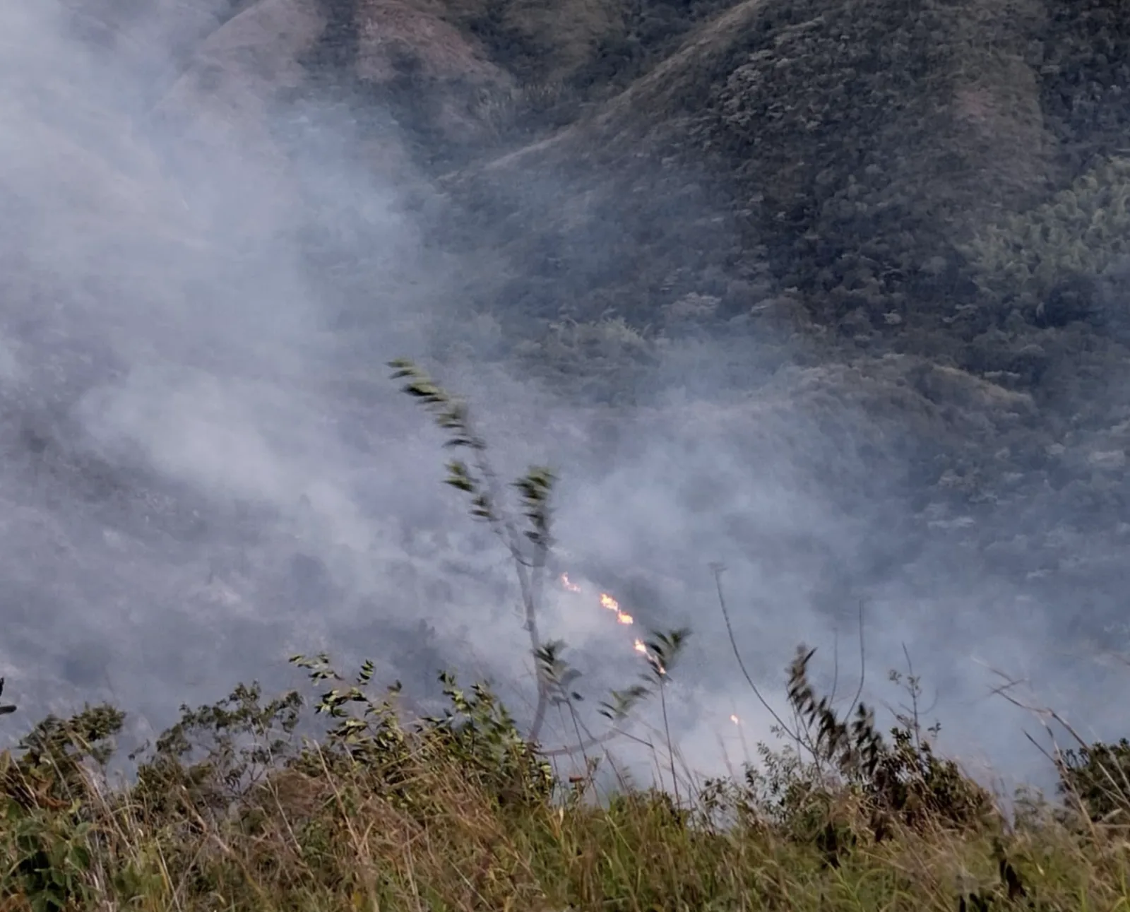 Por el incendio forestal en Yotoco, algunas especies de animales murieron