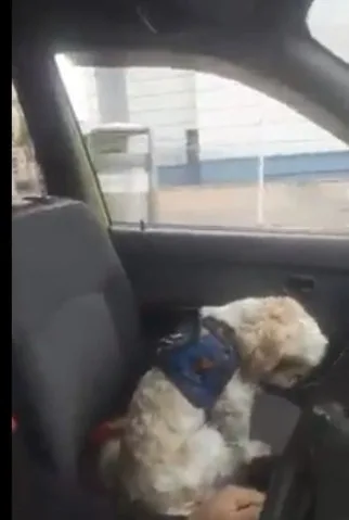 al perro