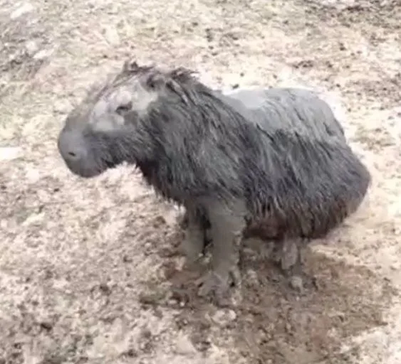 capibaras sed Casanare CHIGÜIROS