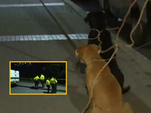 Aunque un hombre fue asesinado, sus perros en Bogotá no lo abandonaron y se quedaron hasta el levantamiento