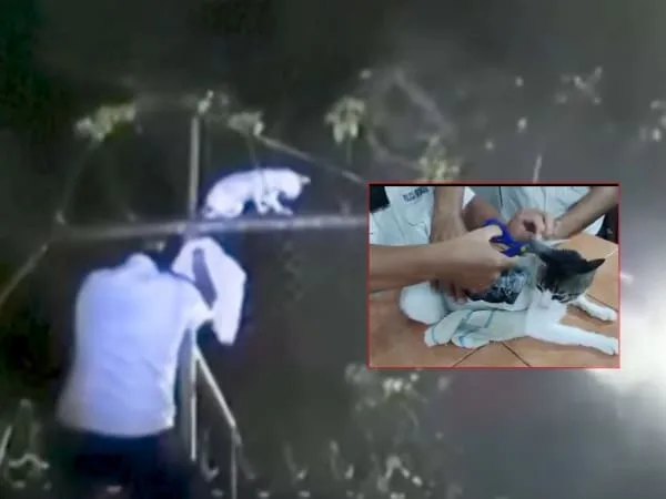 Gato apodado ‘Narcomichi’ es rescatado tras ser interceptado con droga en prisión en Costa Rica