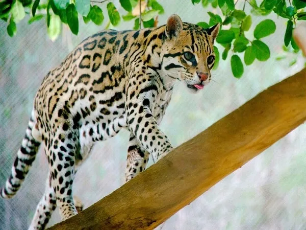 Ocelote.