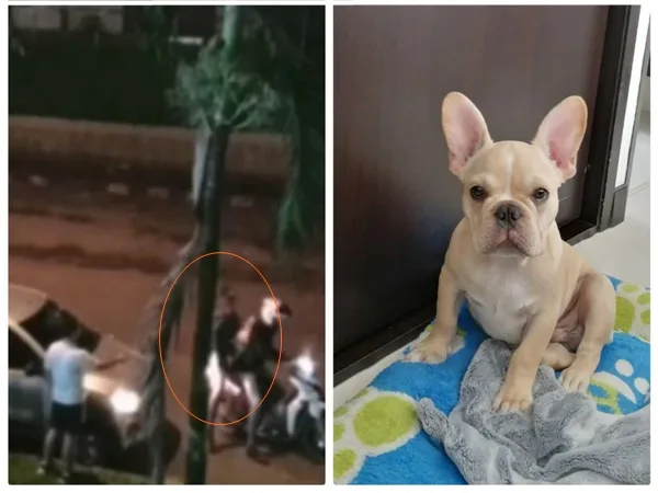 En menos de un mes se robaron a dos perros en Cali, esta vez ocurrió en la autopista sur