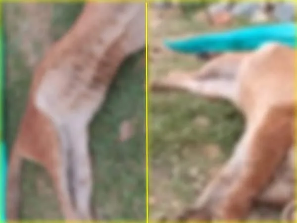 El caso del Puma atacado en Yotoco ya está en manos de la fiscal especializada en maltrato animal y se están haciendo indagaciones por parte de peritos