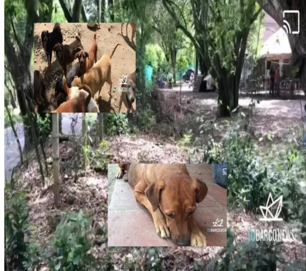 animales -centro de Bienestar Animal Cali