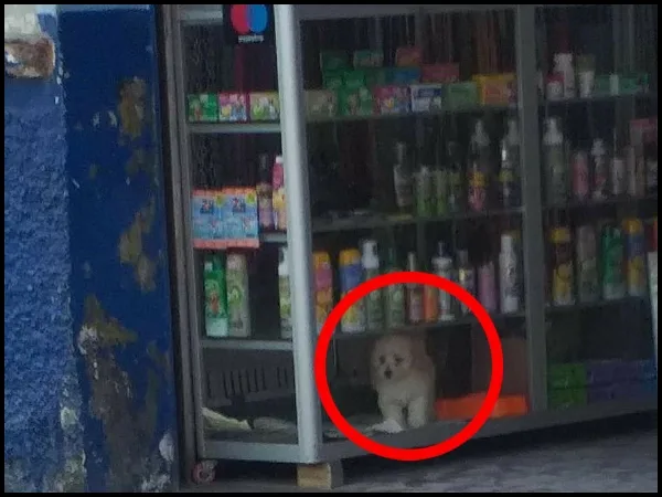 En Palmira piden explicaciones a un local, denuncian que "tienen un perro a la venta y metido en una vitrina"