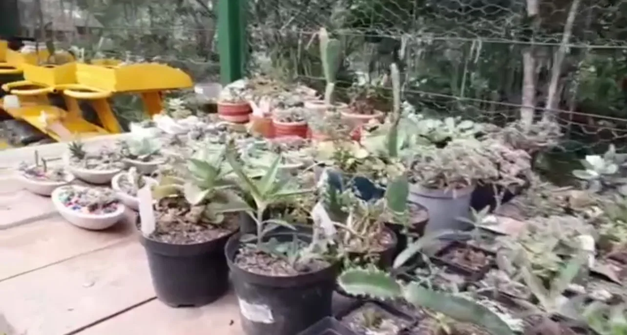 escuela taller de jardinería en Pance