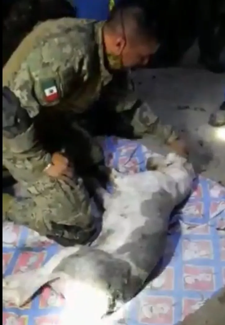 perro rescatado México derrumbe