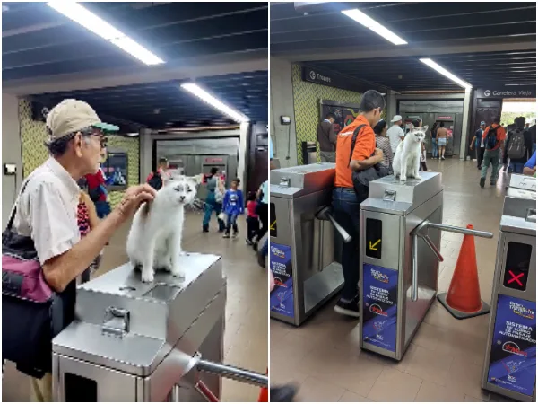 La atracción del metro en Caracas, el gatico que "pide ser acariciado" a la salida de una estación