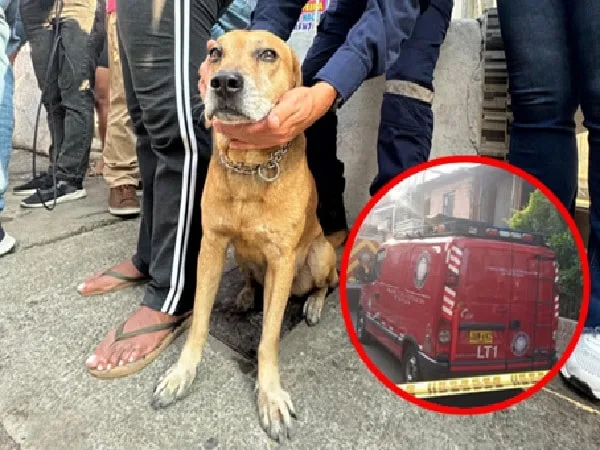 Perro rescatado en incendio de vivienda en el sur de Cali.