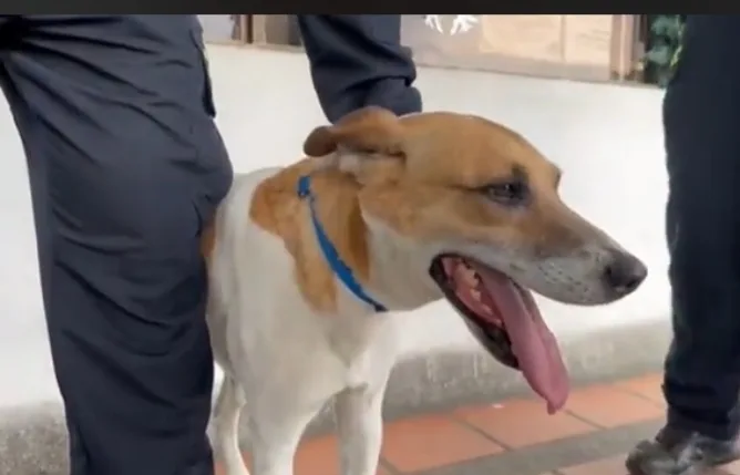 Lagaña policía Cali